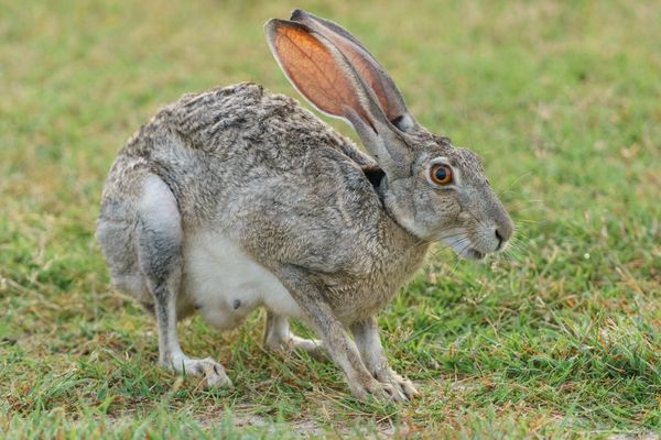 Subjekt 137 goes hardstyle