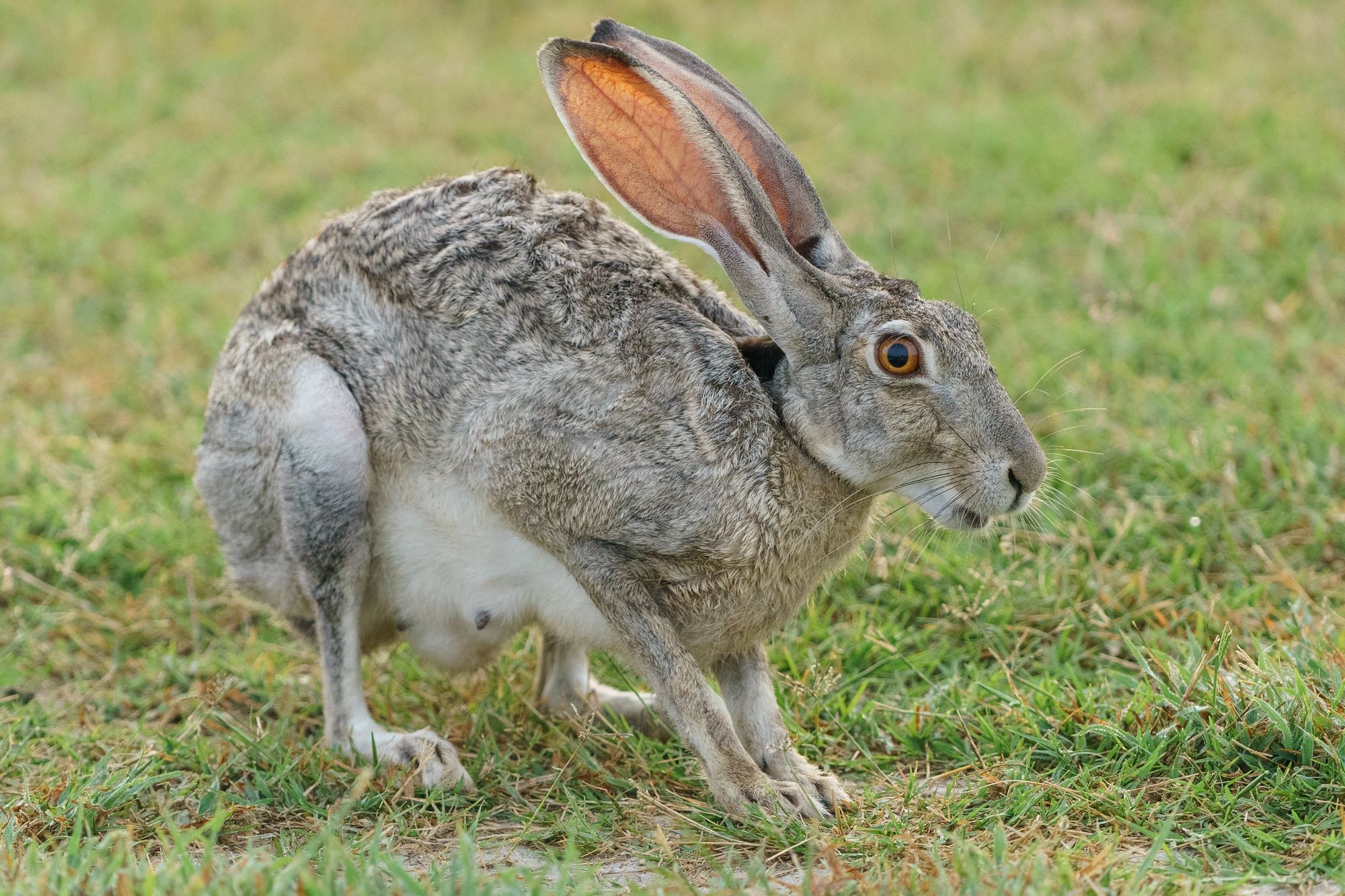 Subjekt 137 goes hardstyle